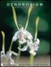 Dendrobium and Its Relatives - OB52284